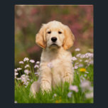 Poster Golden Retriever Chien Cute Goldie Chiot, Photo<br><div class="desc">Chiot d'or Retriever dans une prairie de Fleur de Cucco. Il est si gentil Goldie, je me suis beaucoup amusé à prendre des photos de lui. Les Golden Retrievers sont des chiens très intelligents et loyaux. Cette photo d'animal sur une affiche parfaite est une idée cadeau pour les amoureux de...</div>