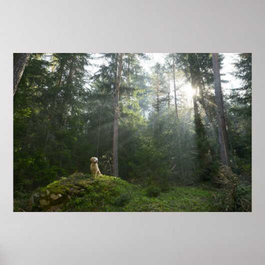 Poster Golden Retriever Chien | Pine Woodland (Devant)
