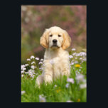 Poster Golden Retriever chiot un Goldie mignon<br><div class="desc">Chiot d'or Retriever dans une prairie de Fleur de Cucco. Il est si gentil Goldie,  je me suis beaucoup amusé à prendre des photos de lui. Un cadeau pour les amoureux de les chiens.Le chien aux yeux chiots a été photographié par Katho Menden http://www.zazzle.com/kathom_photo</div>