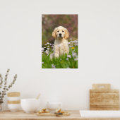 Poster Golden Retriever chiot un Goldie mignon (Cuisine)
