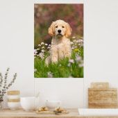 Poster Golden Retriever chiot un Goldie mignon (Cuisine)
