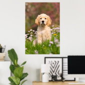Poster Golden Retriever chiot un Goldie mignon (Bureau à domicile)