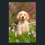Poster Golden Retriever chiot un Goldie mignon<br><div class="desc">Chiot d'or Retriever dans une prairie de Fleur de Cucco. Il est si gentil Goldie,  je me suis beaucoup amusé à prendre des photos de lui. Un cadeau pour les amoureux de les chiens.Le chien aux yeux chiots a été photographié par Katho Menden http://www.zazzle.com/kathom_photo</div>