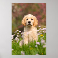Golden Retriever chiot un Goldie mignon