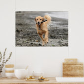 Poster Golden Retriever Courant Avec Bâton Dans La Bouche (Cuisine)