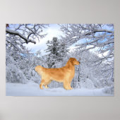 Poster Golden Retriever Danny Boy Imprimer (Devant)