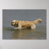Poster Golden Retriever dans l'eau (Devant)