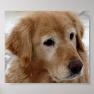 Poster Golden Retriever en neige