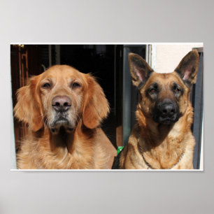 Poster Golden retriever et berger allemand