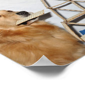 Poster Golden Retriever Matzoh Fun Passover (Coin)