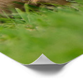 Poster Golden Retriever mignon Chiot Dream, Animal Photo (Coin)