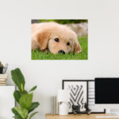 Poster Golden Retriever mignon Chiot Dream, Animal Photo (Bureau à domicile)