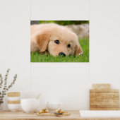 Poster Golden Retriever mignon Chiot Dream, Animal Photo (Cuisine)