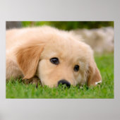 Poster Golden Retriever mignon Chiot Dream, Animal Photo (Devant)