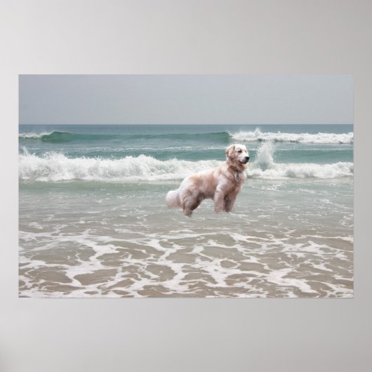 Poster Golden Retriever Ocean (Devant)