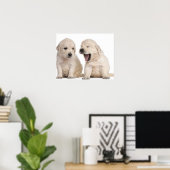 Poster Golden Retriever puppies (4 weeks old) (Bureau à domicile)