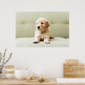Poster Golden Retriever Puppy (Cuisine)