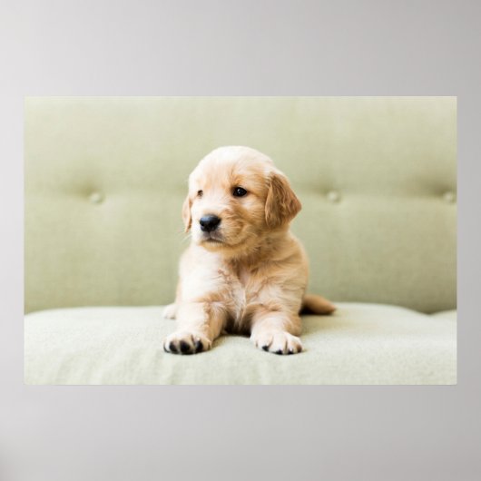 Poster Golden Retriever Puppy (Devant)