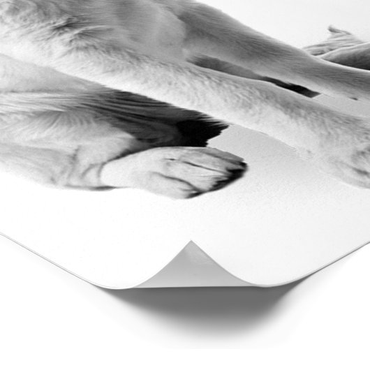 Poster Golden Retriever Puppy Bubble Nursery Child (Coin)