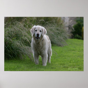 Poster Golden Retriever Running 2