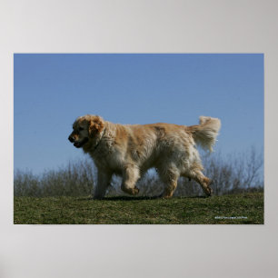 Poster Golden Retriever Running 3