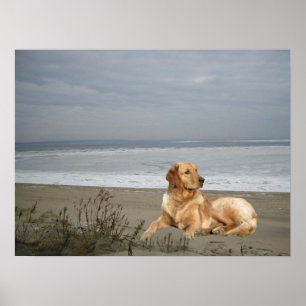Poster Golden retriever sur la copie de plage