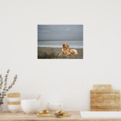 Poster Golden Retriever Sur La Plage Imprimer (Cuisine)
