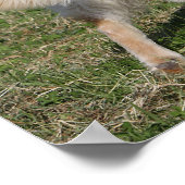 Poster Golden Retriever Walking (Coin)