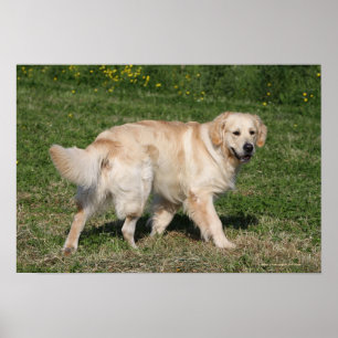 Poster Golden Retriever Walking