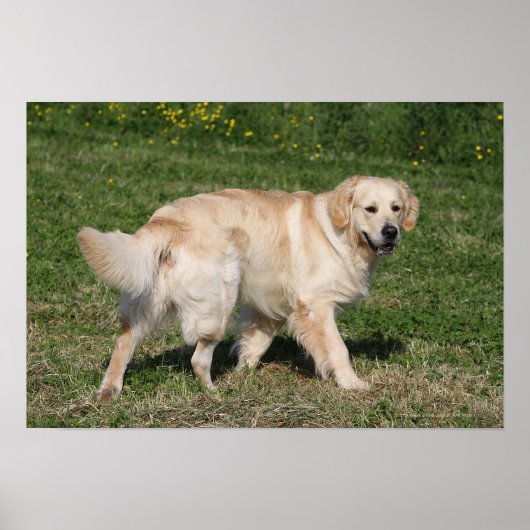 Poster Golden Retriever Walking (Devant)