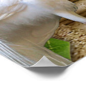 Poster Golden Royal Peacock Temple Dreams (Coin)