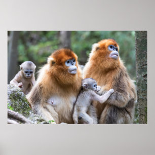 Poster Golden Snub-nosed Monkey Family