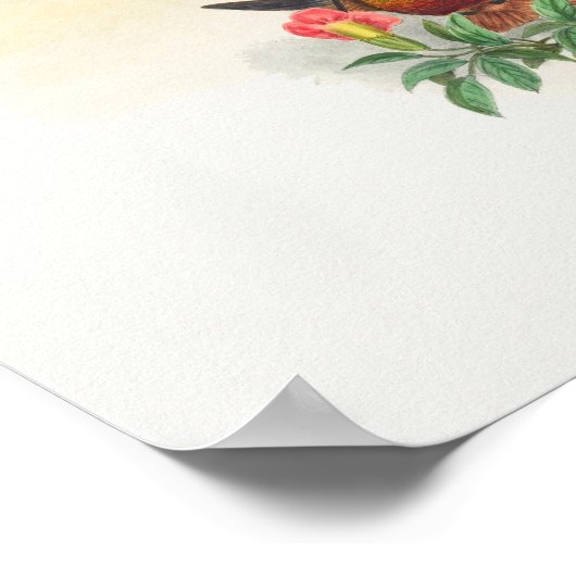 Poster Golden Star-frontlet (Coin)