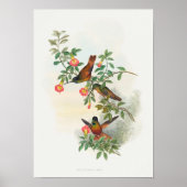 Poster Golden Star-frontlet (Devant)