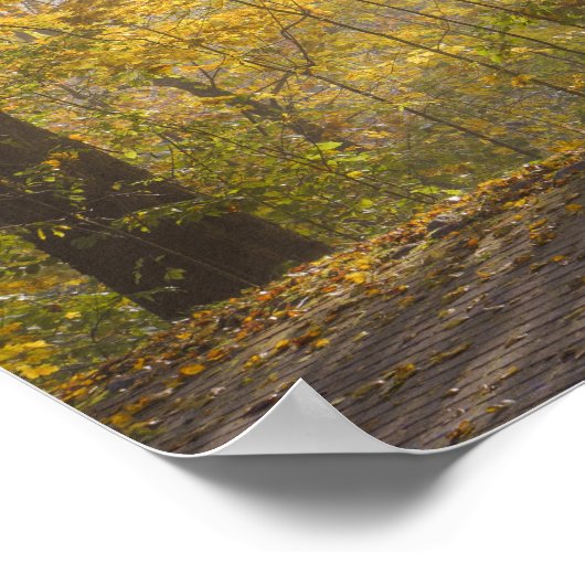 Poster Golden sunlight through autumn trees (Coin)