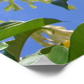 Poster Golden Trumpet (Coin)