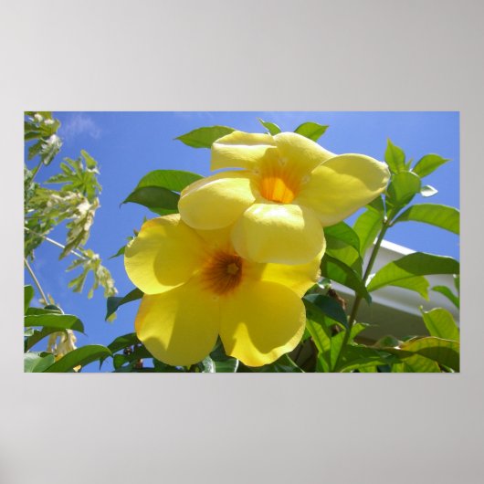 Poster Golden Trumpet (Devant)