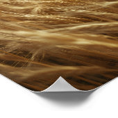 Poster Golden Wheat Fields (Coin)