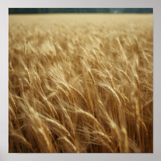 Poster Golden Wheat Fields