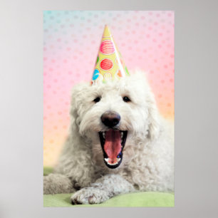 Poster Goldendoodle avec Casquette du parti