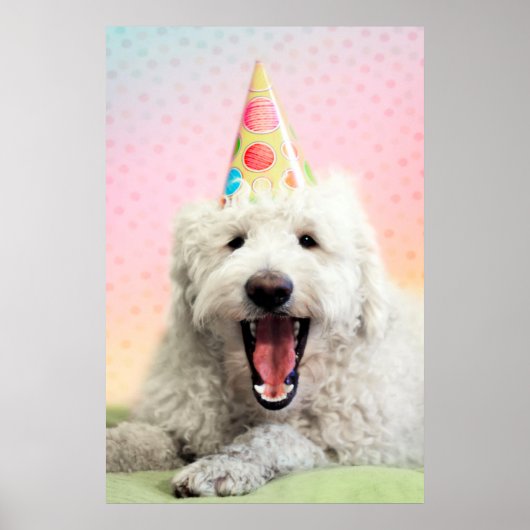 Poster Goldendoodle avec Casquette du parti (Devant)