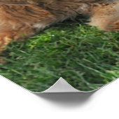 Poster Goldendoodle et les amis du labradoodle (Coin)