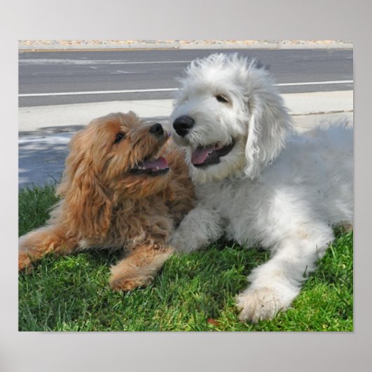 Poster Goldendoodle et les amis du labradoodle (Devant)
