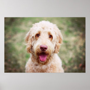 Poster Goldendoodle souriant
