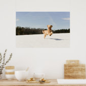 Poster Goldendoodle Traversant Le Champ (Cuisine)