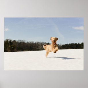 Poster Goldendoodle Traversant Le Champ