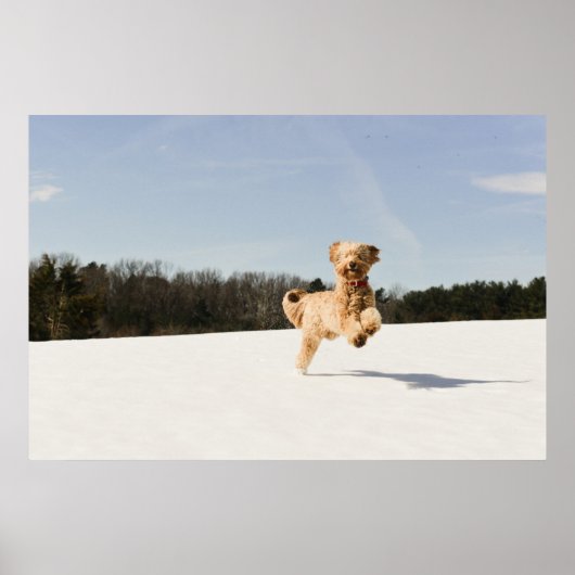 Poster Goldendoodle Traversant Le Champ (Devant)