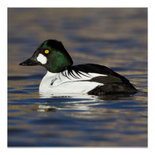 Poster Goldeneye masculin