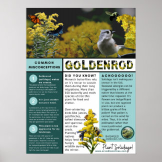 Poster Goldenrod Misconceptions and Facts Blue Theme