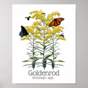 Poster Goldenrod Solidago Fleur sauvage et pollueurs